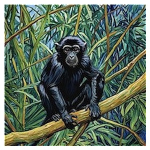 Little Monkey