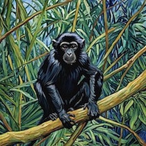 Little Monkey